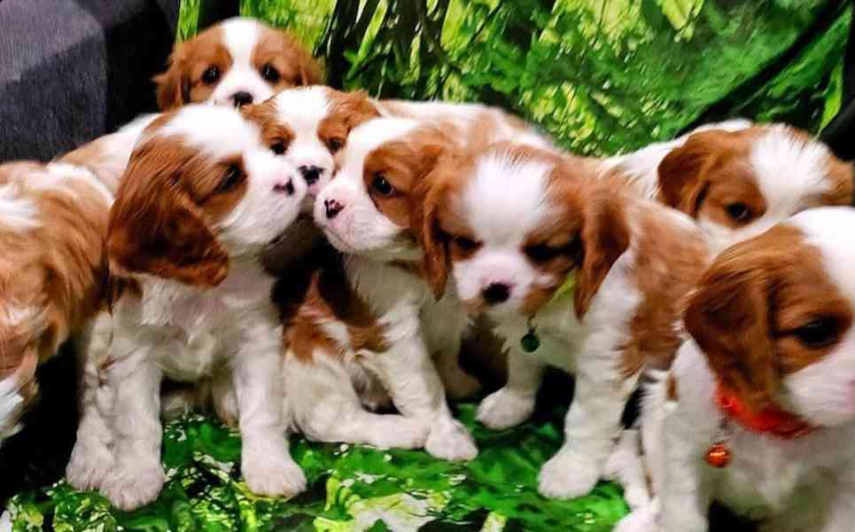 Kavalír King Charles španěl - foto 3