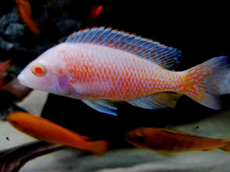 Tlamovci Malawi  - foto 12