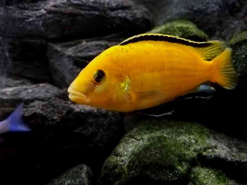 Tlamovci Malawi  - foto 13