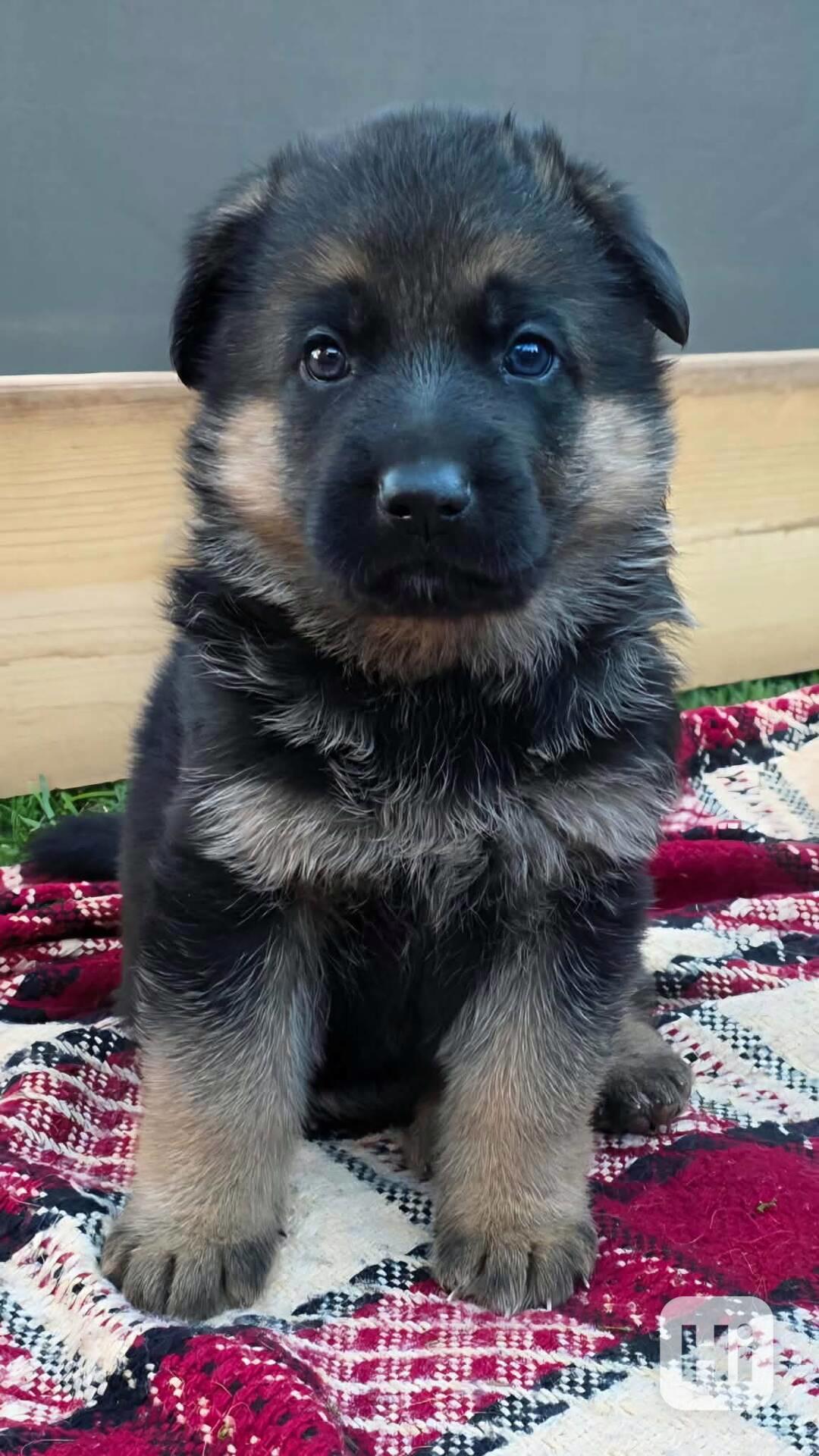 Německý ovčák  - foto 1