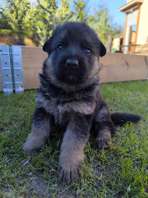 Německý ovčák  - foto 13