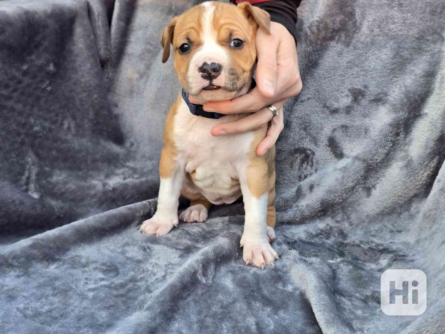 Americký stafordšírský teriér  !! POSLEDNÍ Z 9. ŠTĚŇÁTEK  - foto 1