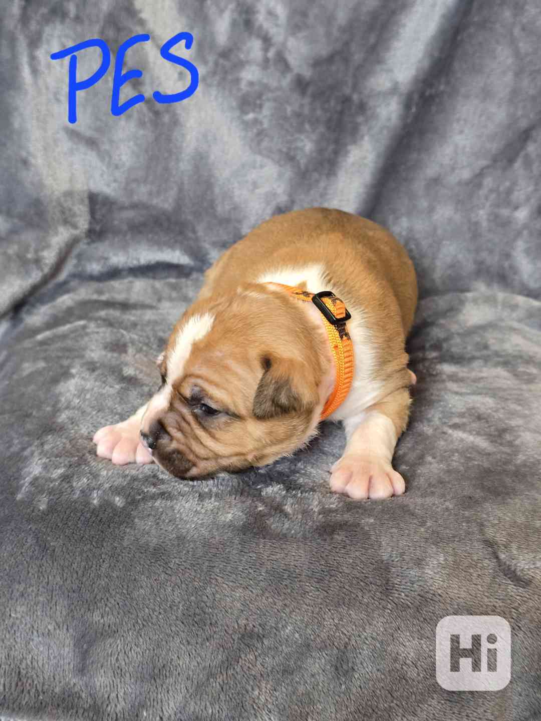 Americký stafordšírský teriér  - foto 1