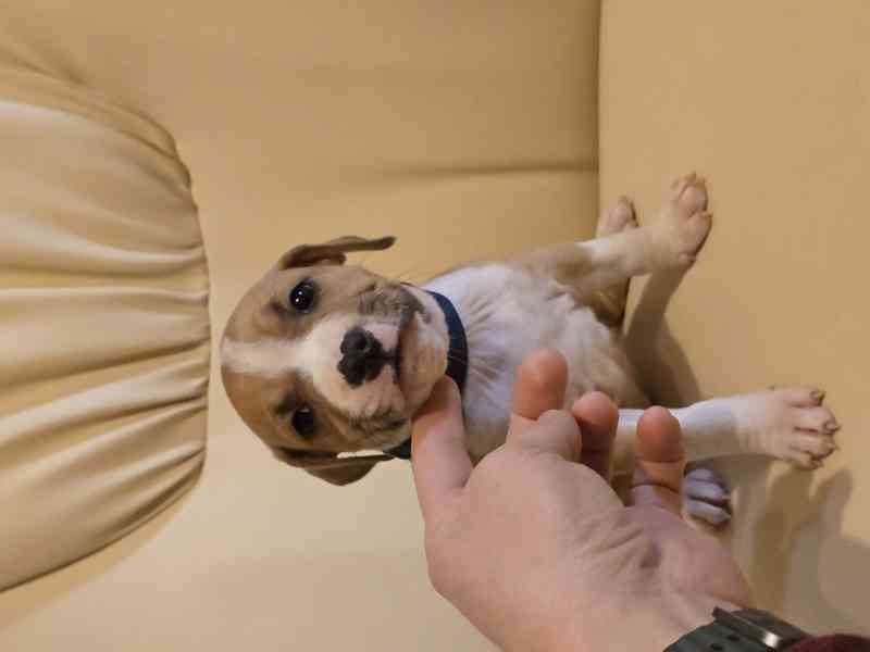 Americký stafordšírský teriér  !! POSLEDNÍ Z 9. ŠTĚŇÁTEK  - foto 7