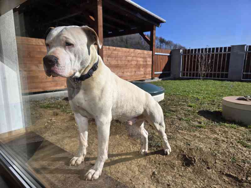 Americký stafordšírský teriér  !! POSLEDNÍ Z 9. ŠTĚŇÁTEK  - foto 4