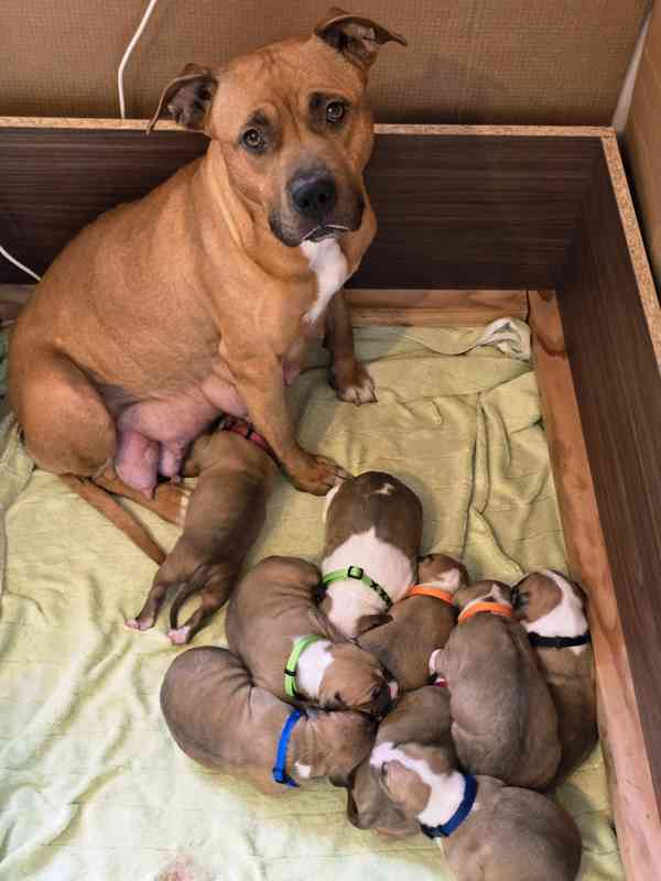 Americký stafordšírský teriér  - foto 10