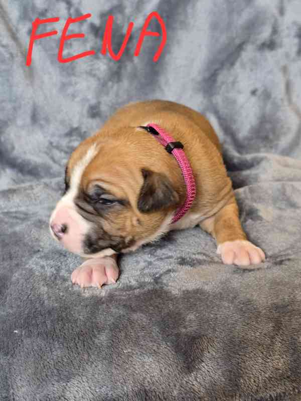 Americký stafordšírský teriér  - foto 4