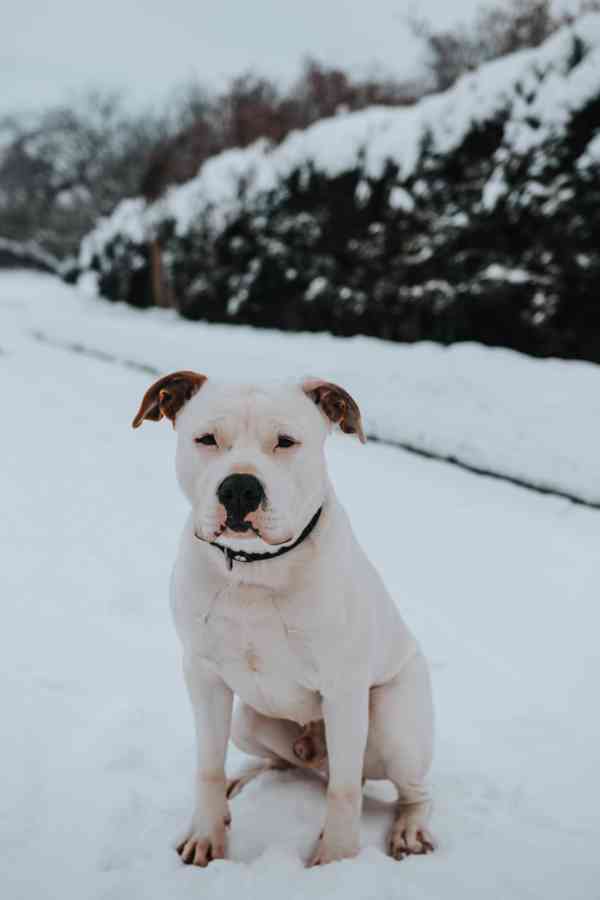 Americký stafordšírský teriér  - foto 11