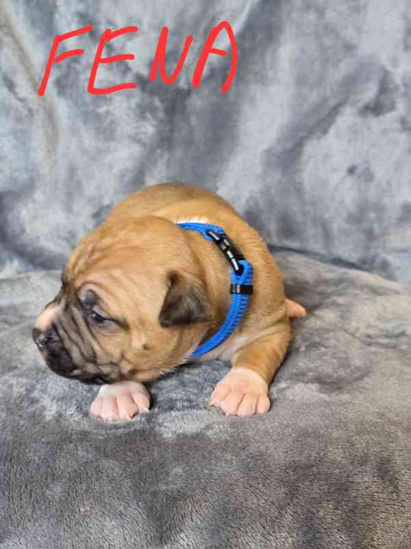 Americký stafordšírský teriér  - foto 6