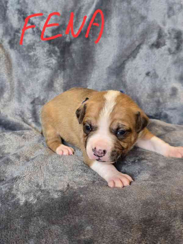 Americký stafordšírský teriér  - foto 7