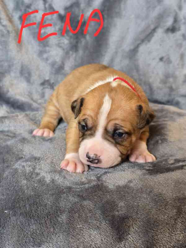 Americký stafordšírský teriér  - foto 5