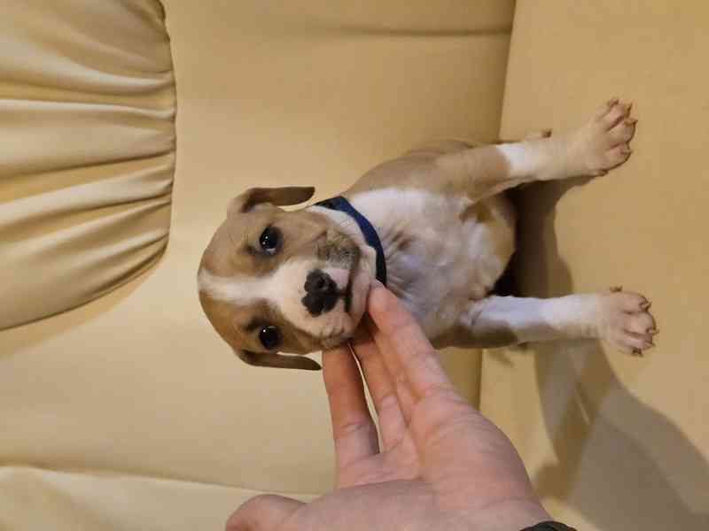 Americký stafordšírský teriér  !! POSLEDNÍ Z 9. ŠTĚŇÁTEK  - foto 5