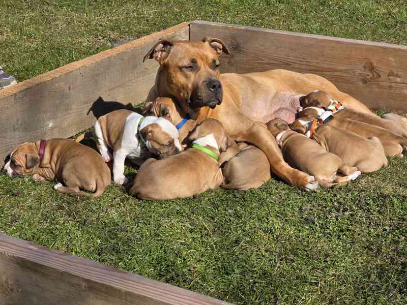 Americký stafordšírský teriér  !! POSLEDNÍ Z 9. ŠTĚŇÁTEK  - foto 3