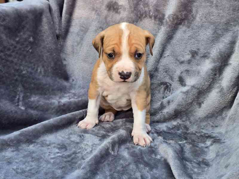 Americký stafordšírský teriér  !! POSLEDNÍ Z 9. ŠTĚŇÁTEK  - foto 2