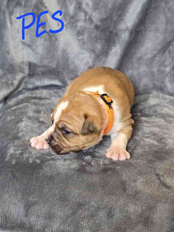 Americký stafordšírský teriér  - foto 1