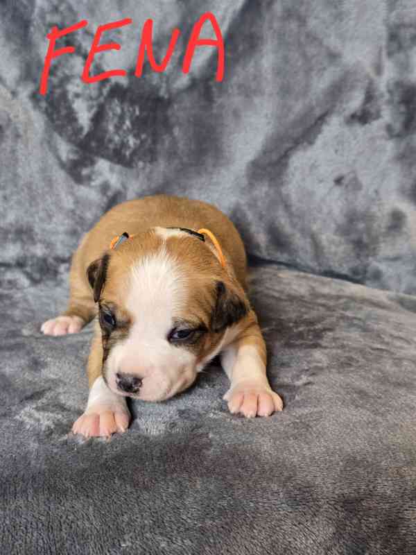 Americký stafordšírský teriér  - foto 8