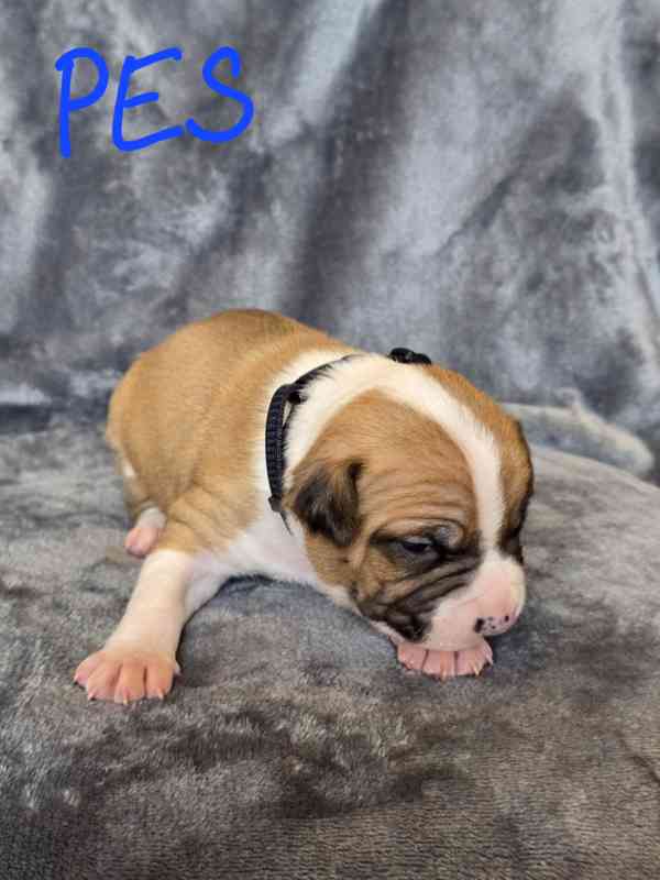 Americký stafordšírský teriér  - foto 2