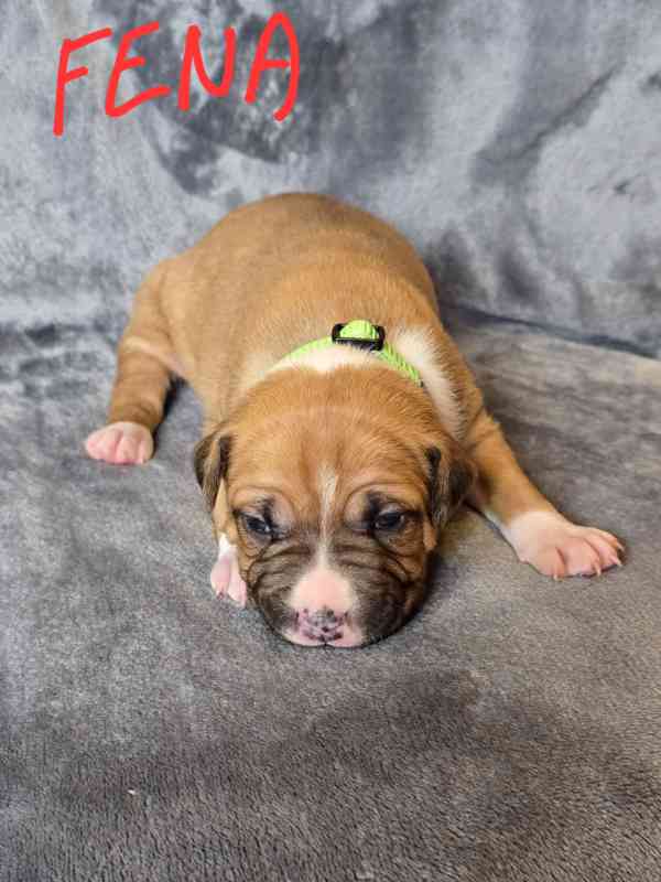 Americký stafordšírský teriér  - foto 9