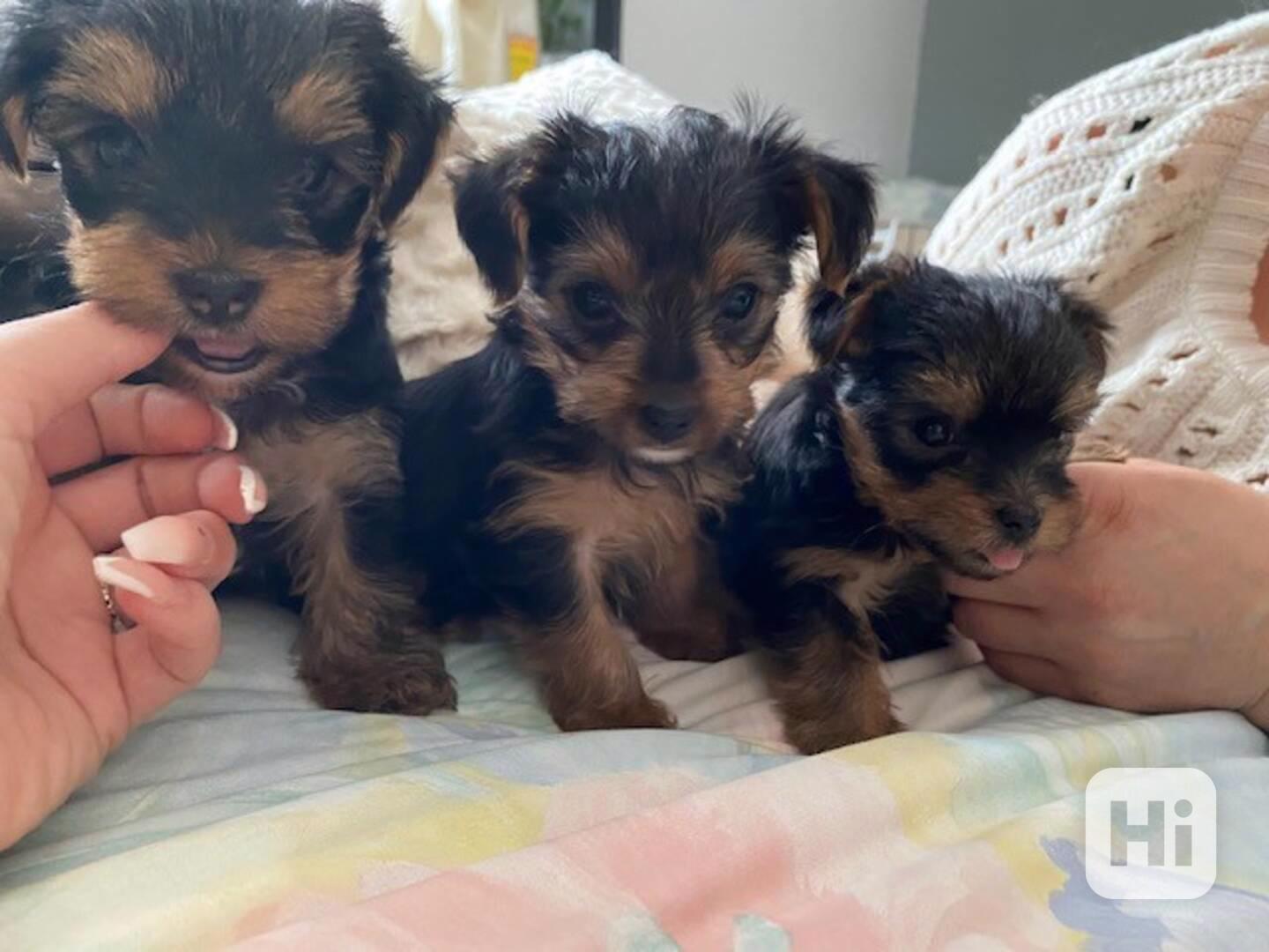 Krásná štěňata Yorkshire k adopci. - foto 1