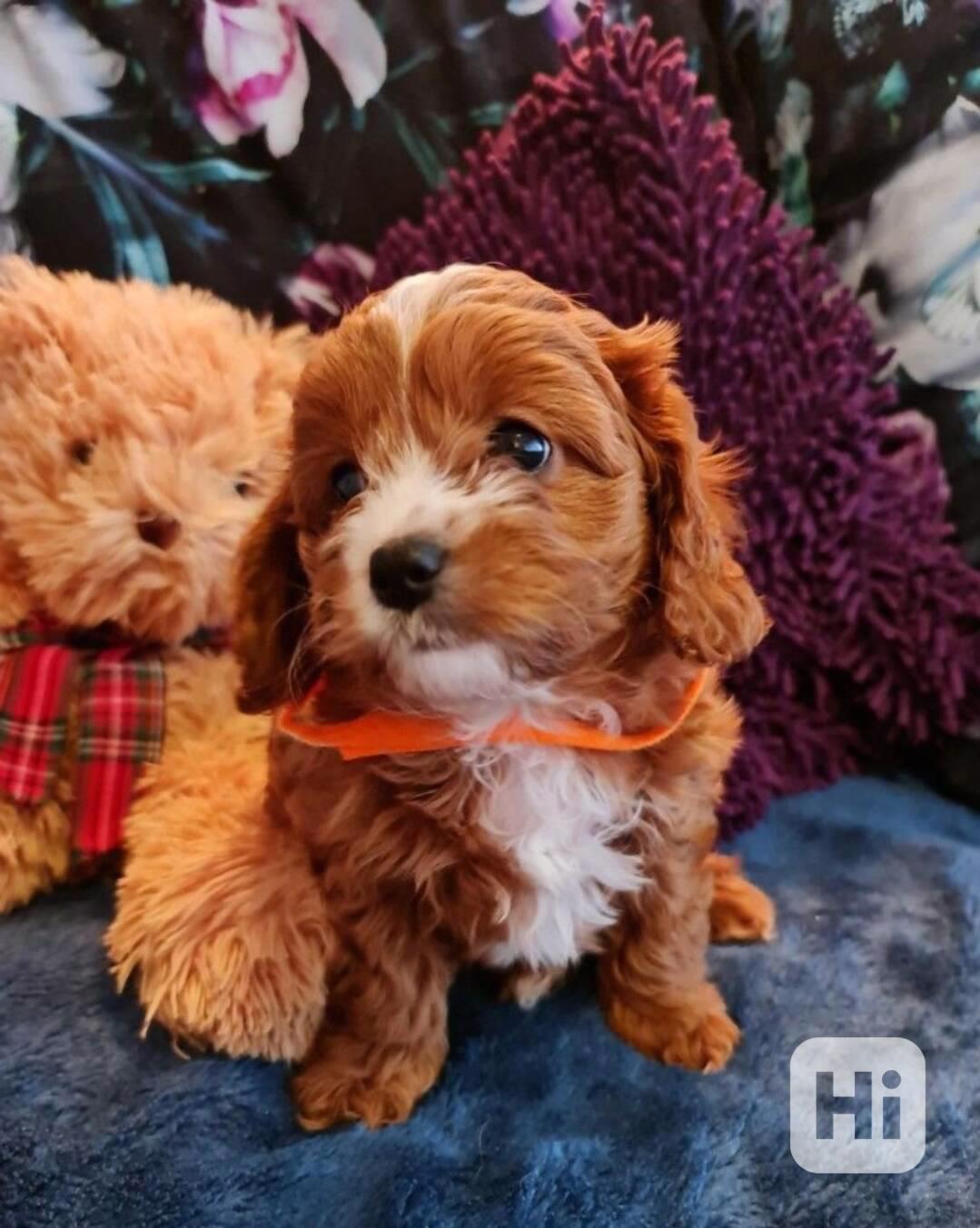  Cavapoo.   - foto 1