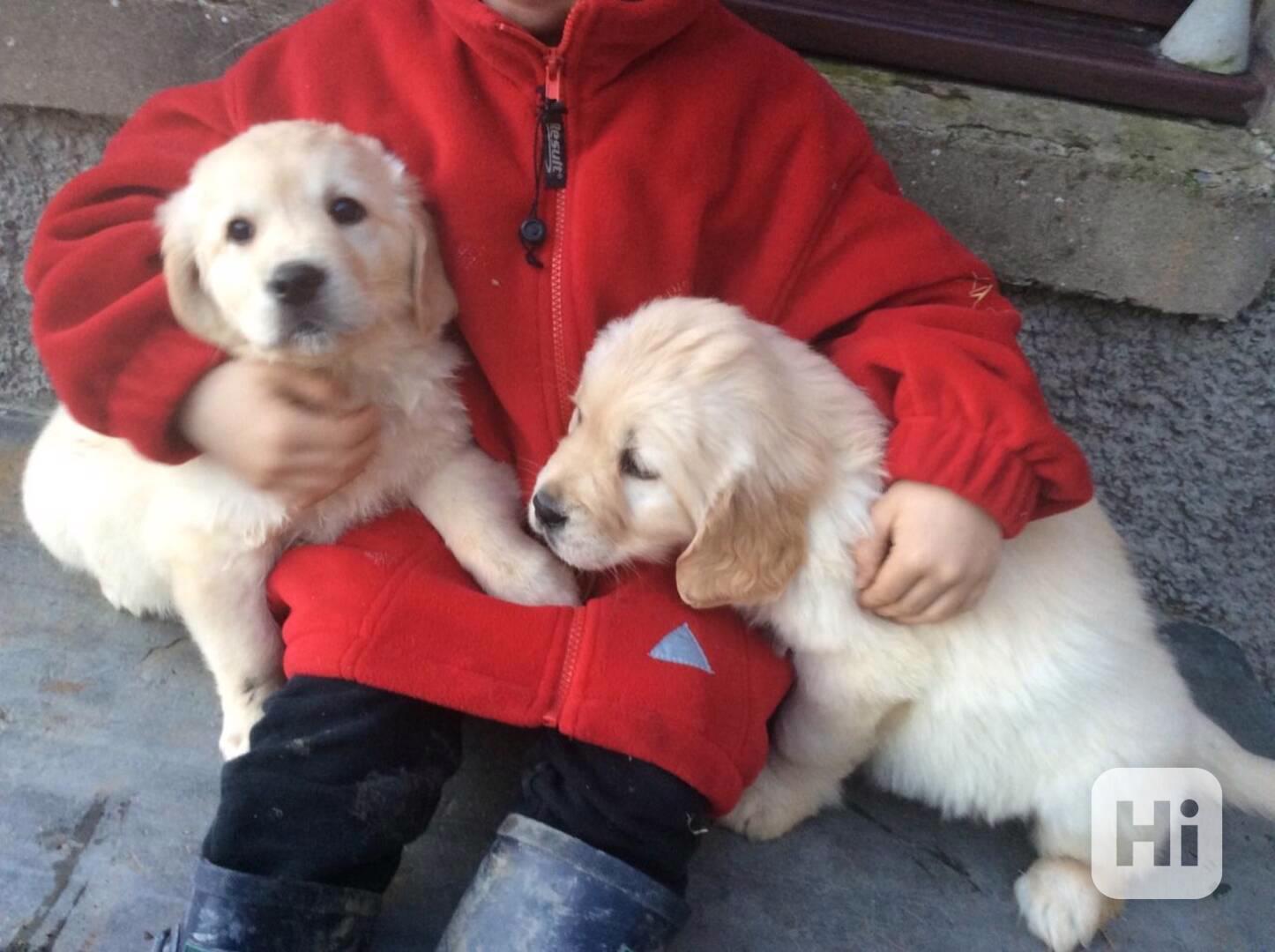 Štěňata zlatého retrívra připravená k návštěvě - foto 1