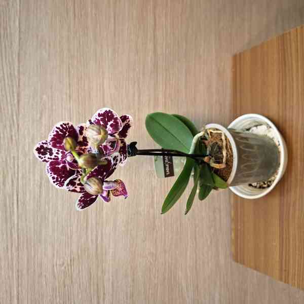 Phalaenopsis Mini - foto 2