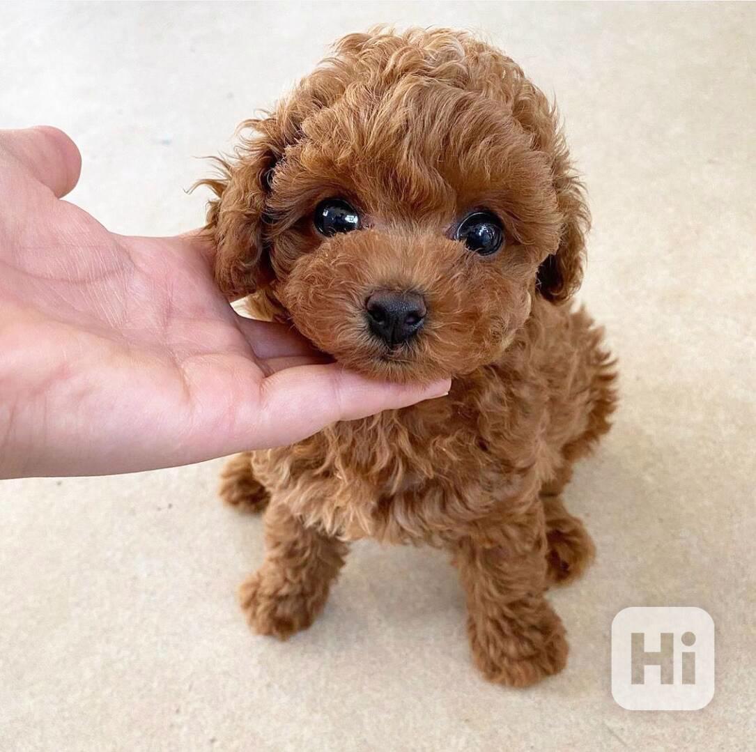 Rozkošné štěně toy pudla k adopci - foto 1