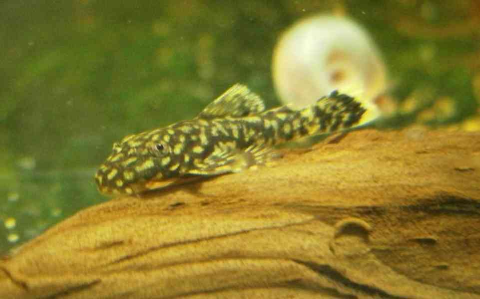 Ancistrus sp. - foto 3