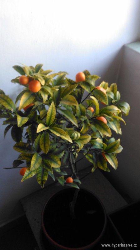 Vzrostlé citrusy na kminku! (SLEVA!!!) - foto 1