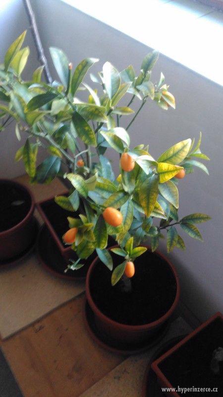 Vzrostlé citrusy na kminku! (SLEVA!!!) - foto 2