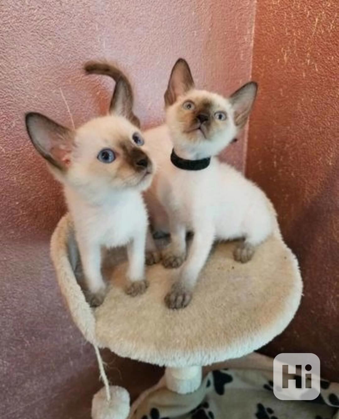 Dvě okouzlující siamská koťátka do dobré rodiny - foto 1