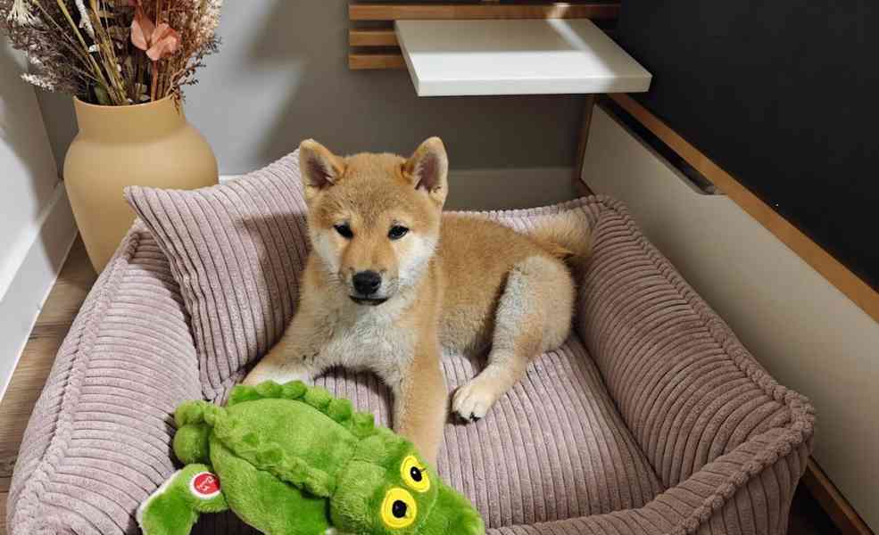 Štěně Shiba Inu (PP) - foto 3