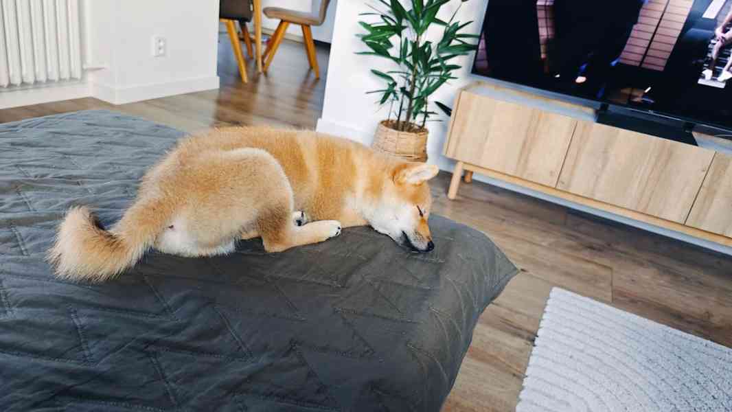 Štěně Shiba Inu (PP) - foto 6