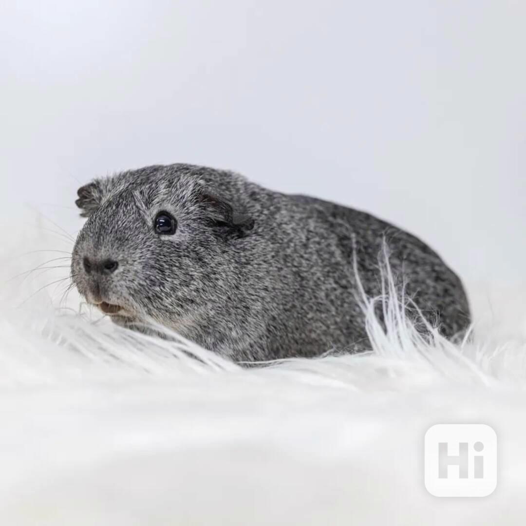 K prodeji jsou zdravá morčata  - foto 1