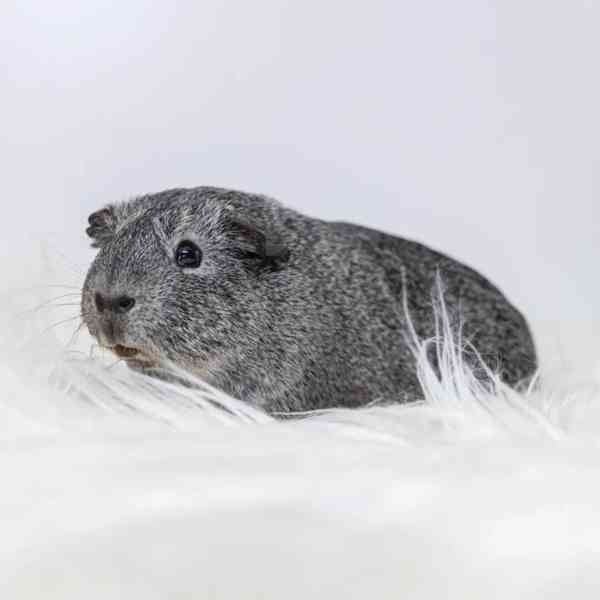 K prodeji jsou zdravá morčata 