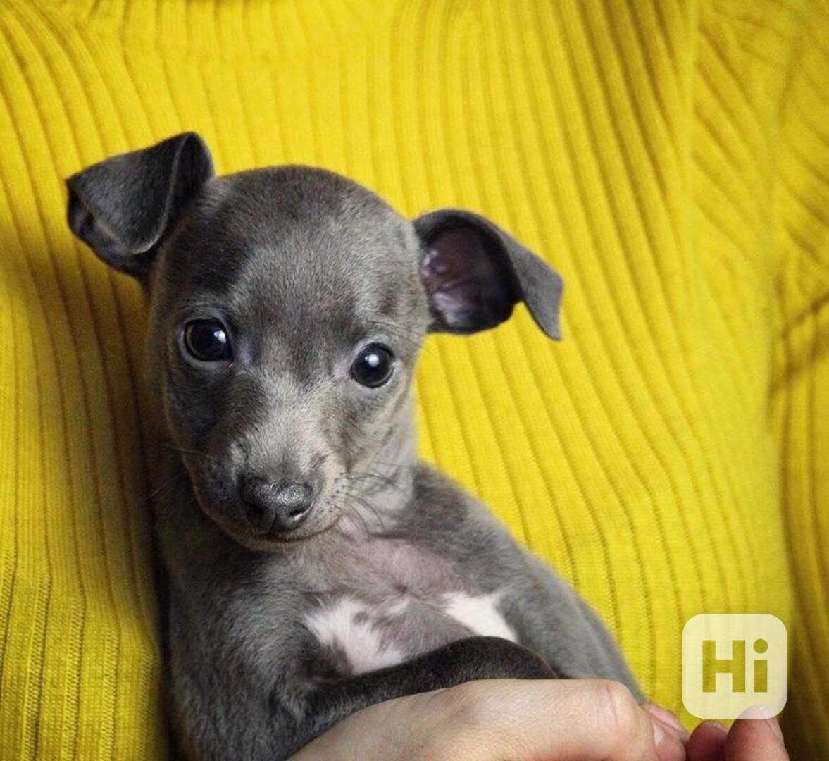 ZDARMA KRÁSNÁ ŠTENATA ITALSKÉHO CHRTÍKA - foto 1