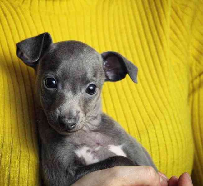 ZDARMA KRÁSNÁ ŠTENATA ITALSKÉHO CHRTÍKA - foto 1