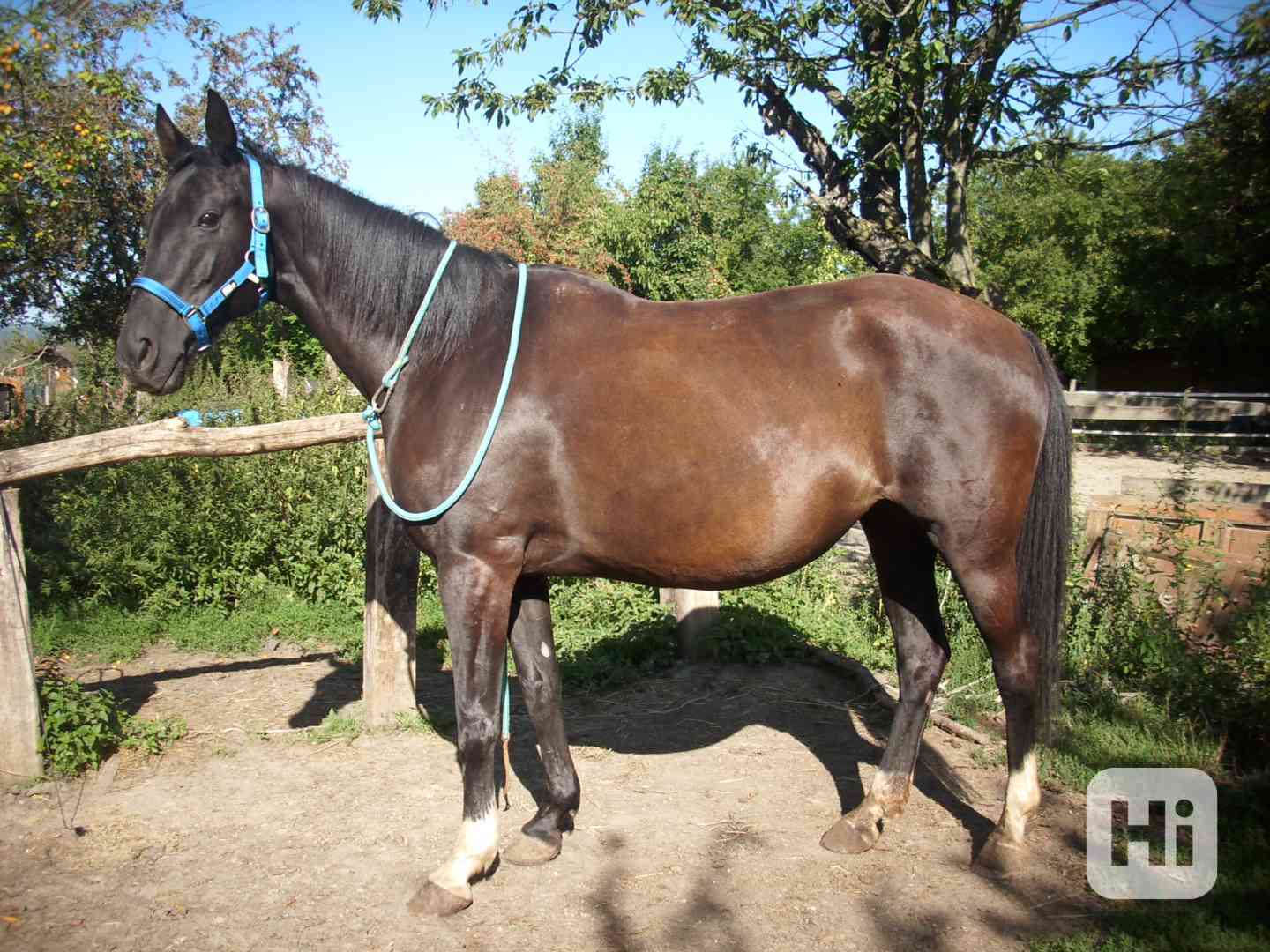 Charakterní vranka s PP  - foto 1