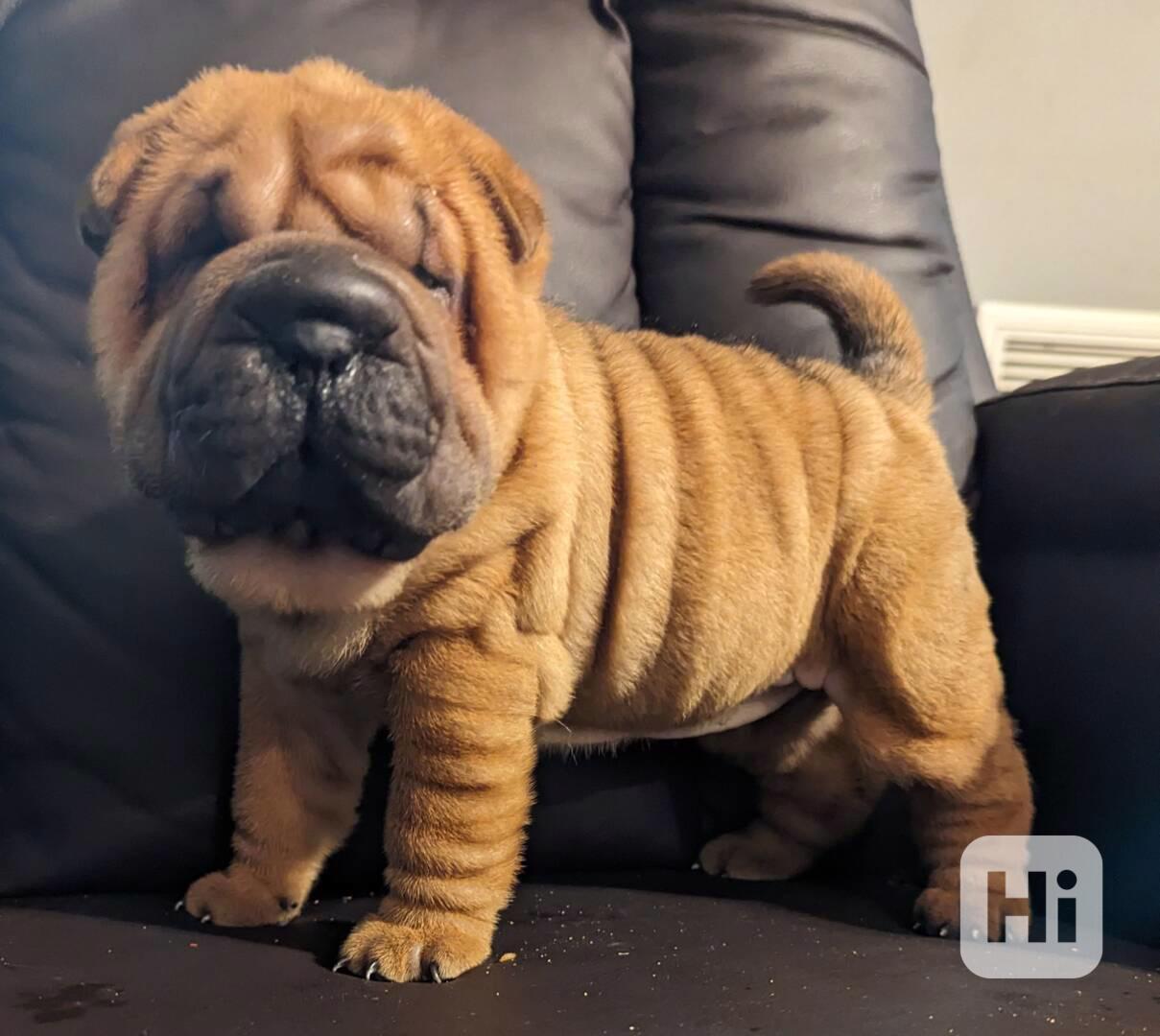 Shar-pei štěňata na prodej 🩷 K dispozici 3 kluci 3 holky! 2 - foto 1