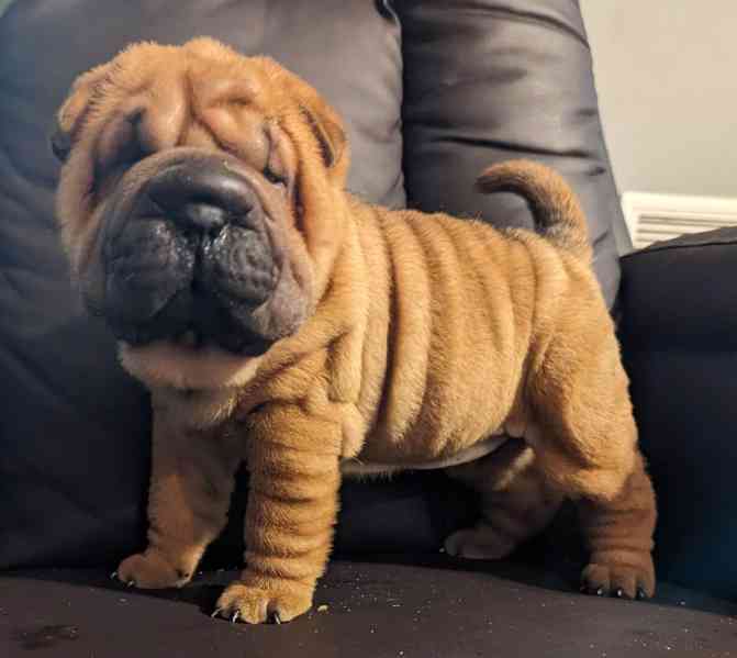 Shar-pei štěňata na prodej 🩷 K dispozici 3 kluci 3 holky! 2 - foto 1