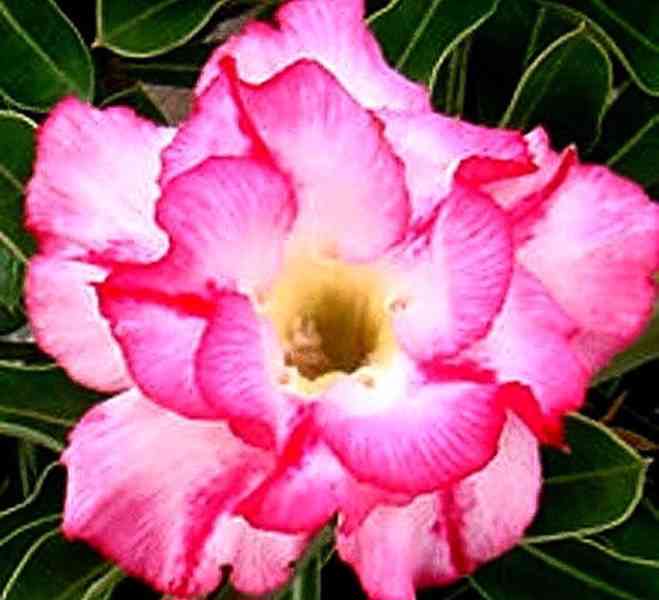 Adenium obesum 'double lilliput' - semena - foto 1