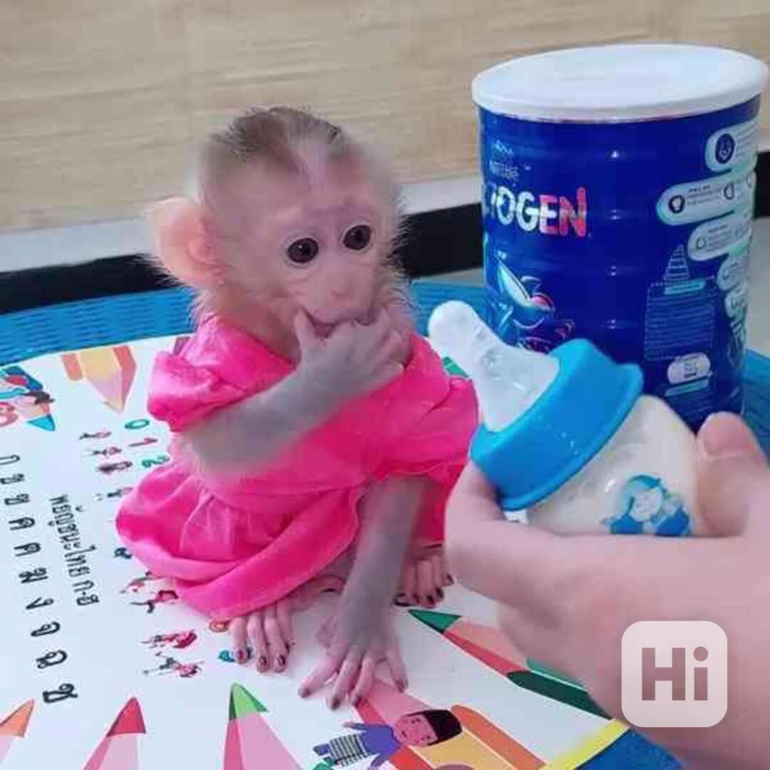 Rozkošné a zdravé kapucínské opice k adopci - foto 1