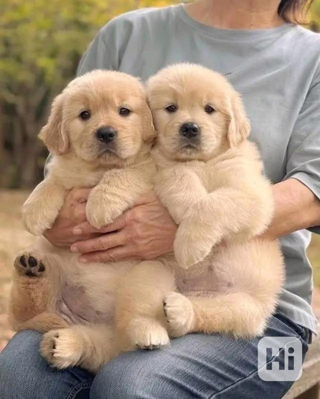 Prodám okouzlující štěňata zlatého retrívra - foto 1