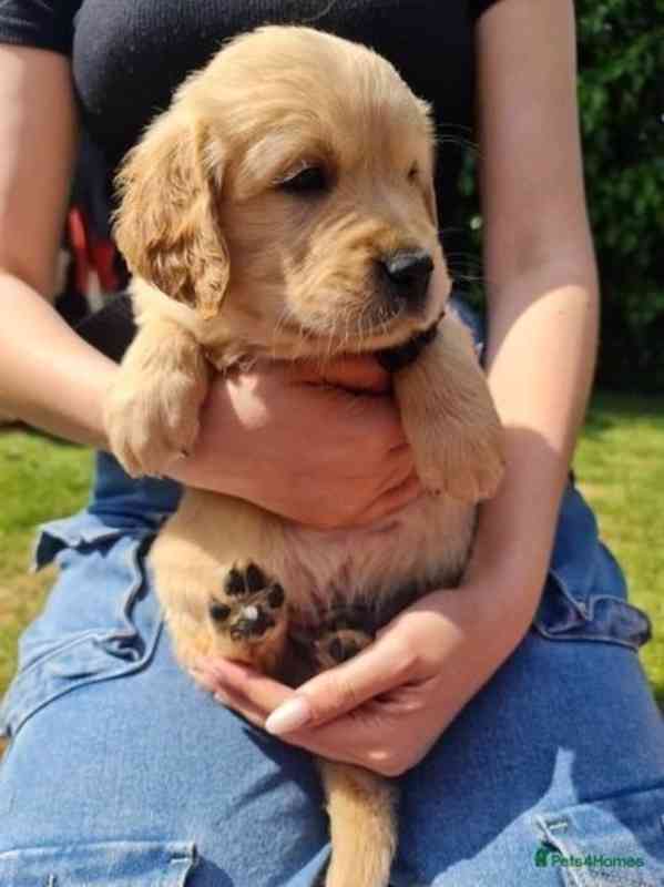 Prodám okouzlující štěňata zlatého retrívra - foto 2