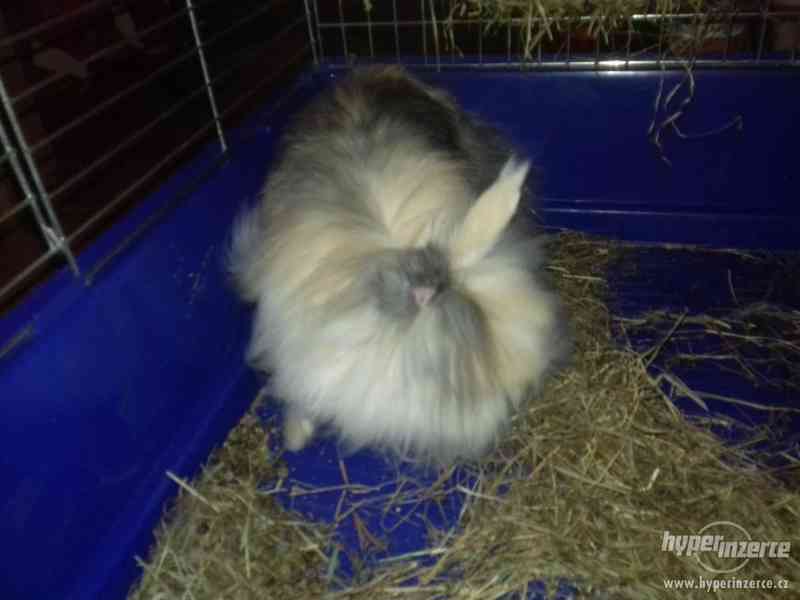 Teddy králík - foto 1