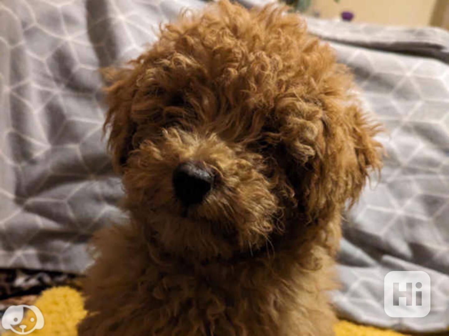 Rozkošná štěňata pudla k dispozici - foto 1