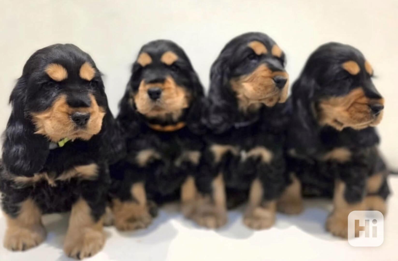 Rozkošná štěňátka Cockapoo F1 - foto 1