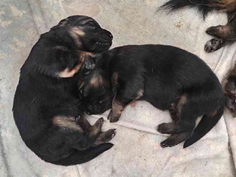 Německý ovčák dlouhosrstý  - foto 3