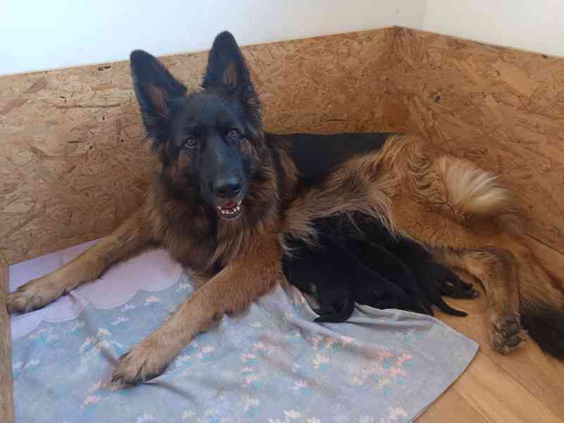 Německý ovčák dlouhosrstý  - foto 5