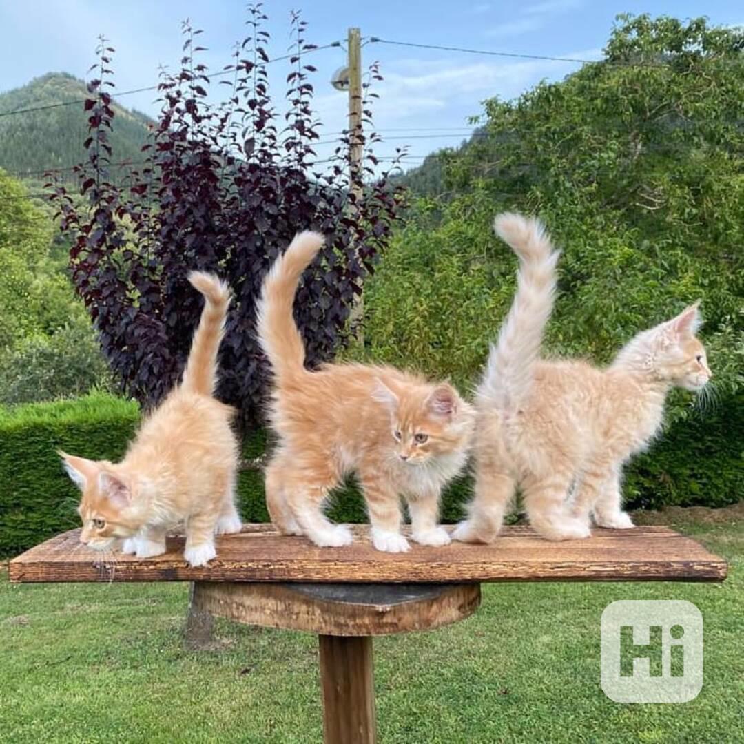 Nádherná mainská mývalí koťata k adopci - foto 1